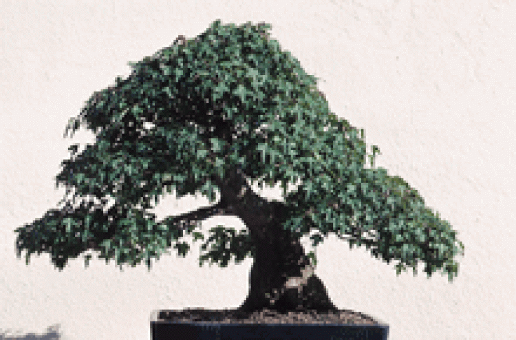 20046_bonsai.gif